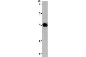 Western Blotting (WB) image for anti-Solute Carrier Family 1 (Glutamate/Neutral Amino Acid Transporter), Member 4 (SLC1A4) antibody (ABIN2431822) (SLC1A4 抗体)