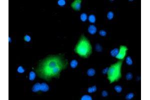 Anti-MAPRE2 mouse monoclonal antibody (ABIN2454552) immunofluorescent staining of COS7 cells transiently transfected by pCMV6-ENTRY MAPRE2 (RC200259). (MAPRE2 抗体)