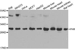 Western blot analysis of extracts of various cell lines, using PHB antibody. (Prohibitin 抗体)