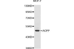 ACPP 抗体  (AA 40-300)