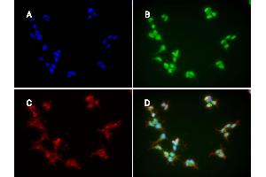 Immunofluorescence: huSSECTM cell line overexpressing hFcRn-EGFP using clone DVN24  at 15µg/ml and Texas Red™ conjugated anti-mouse secondary. (FcRn 抗体)