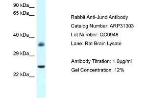 WB Suggested Anti-Jund Antibody   Titration: 1. (JunD 抗体  (N-Term))