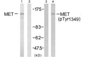 Western blot analysis of extract from HepG2 cells, using Met (Ab-1349) antibody (E021230, Line1 and 2) and Met (phospho-Tyr1349) antibody (E011238, Line 3 and 4). (c-MET 抗体  (pTyr1349))