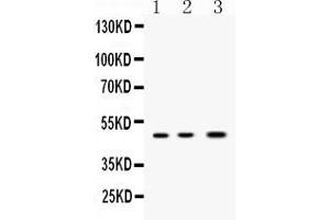 Western blot analysis of Nanog expression in rat ovary extract ( Lane 1), mouse ovary extract ( Lane 2) and MCF-7 whole cell lysates ( Lane 3). (Nanog 抗体  (Middle Region))