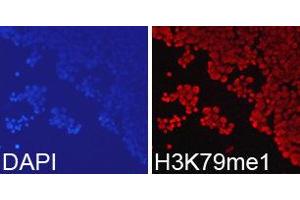 Immunofluorescence (IF) image for anti-Histone 3 (H3) (H3K79me) antibody (ABIN1873006) (Histone 3 抗体  (H3K79me))