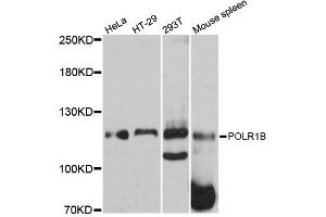 Western blot analysis of extracts of various cell lines, using POLR1B antibody (ABIN6292538) at 1:3000 dilution. (POLR1B 抗体)