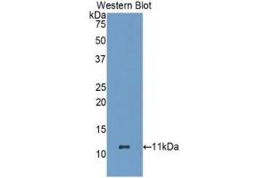 Detection of Recombinant HSPA8, Human using Polyclonal Antibody to Heat Shock 70 kDa Protein 8 (HSPA8) (Hsc70 抗体  (AA 534-615))