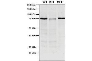 Western Blot analysis of Human, Mouse A549, MEF showing detection of VPS35 protein using Mouse Anti-VPS35 Monoclonal Antibody, Clone 10A8 (ABIN6933001). (VPS35 抗体  (PerCP))
