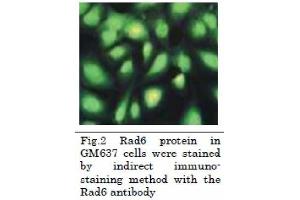 Immunofluorescence (IF) image for anti-Rad6 (full length) antibody (ABIN2452101) (Rad6 (full length) 抗体)