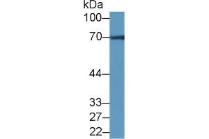 Western blot analysis of Mouse Cerebrum lysate, using Rat NCDN Antibody (2 µg/ml) and HRP-conjugated Goat Anti-Rabbit antibody ( (NCDN 抗体  (AA 2-300))