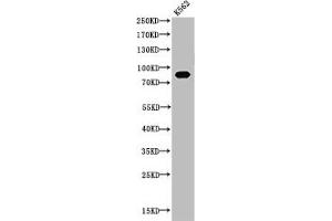 Western Blot analysis of K562 cells using Acetyl-HSP 90 (K292/284) Polyclonal Antibody (HSP9AA1 (acLys284), (acLys292) 抗体)