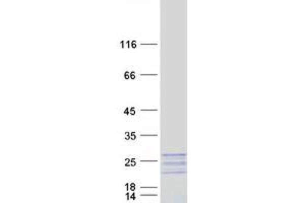 MYL7 Protein (Myc-DYKDDDDK Tag)