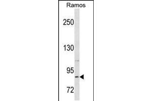 Western blot analysis in Ramos cell line lysates (35ug/lane). (RXFP2 抗体  (C-Term))