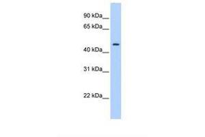 Image no. 1 for anti-Plasminogen Activator Inhibitor 1 (SERPINE1) (C-Term) antibody (ABIN6738365) (PAI1 抗体  (C-Term))