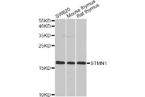 Western blot analysis of extracts of various cell lines, using STMN1 antibody (ABIN5971203) at 1/1000 dilution. (Stathmin 1 抗体)