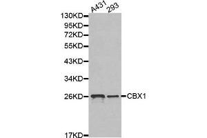 Western blot analysis of extracts of various cell lines, using CBX1 antibody. (CBX1 抗体  (AA 1-185))