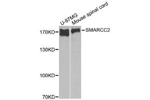 Western blot analysis of extracts of various cell lines, using SMARCC2 antibody. (SMARCC2 抗体  (AA 150-250))