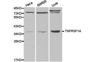 Western Blotting (WB) image for anti-Tumor Necrosis Factor Receptor Superfamily, Member 1A (TNFRSF1A) antibody (ABIN1875131) (TNFRSF1A 抗体)