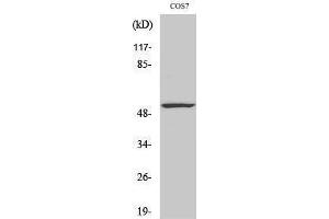 Western Blotting (WB) image for anti-Tumor Protein P53 (TP53) (Tyr185) antibody (ABIN3186269) (p53 抗体  (Tyr185))