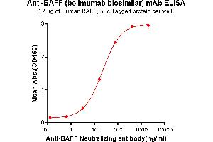 ELISA plate pre-coated by 2 μg/mL (100 μL/well) Human BAFF, hFc tagged protein (ABIN6961113, ABIN7042255 and ABIN7042256) can bind Anti-BAFF Neutralizing antibody (ABIN7093063 and ABIN7272593) in a linear range of 3. (Recombinant BAFF (Belimumab Biosimilar) 抗体)