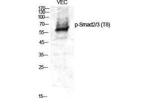 Western Blot (WB) analysis of specific cells using Phospho-Smad2/3 (T8) Polyclonal Antibody. (Smad2/3 抗体  (pThr8))