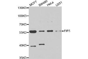 Western blot analysis of extracts of various cell lines, using EIF5 antibody. (EIF5 抗体)