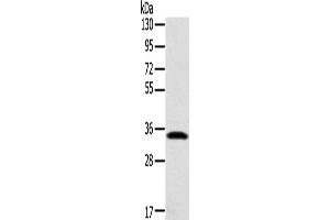 Western Blotting (WB) image for anti-Syntaxin 11 (STX11) antibody (ABIN2424252) (Syntaxin 11 抗体)