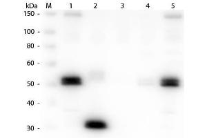 Western Blot of Anti-Rat IgG F(c) (GOAT) Antibody . (山羊 anti-大鼠 IgG (Fc Region) Antibody (Texas Red (TR)) - Preadsorbed)