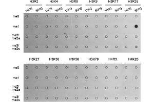 Dot-blot analysis of all sorts of methylation peptides using MonoMethyl-Histone H3-R26 antibody (ABIN3017500, ABIN3017501, ABIN3017502 and ABIN6220121). (Histone 3 抗体  (H3R26me))