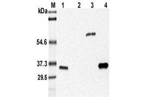 Western blot analysis using anti-Adiponectin (mouse), mAb (MADI 04)  at 1:5'000 dilution. (ADIPOQ 抗体)