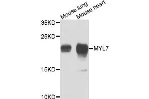 Western blot analysis of extracts of mouse lung and mouse heart cells, using MYL7 antibody. (MYL7 抗体)