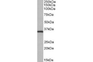 Western Blotting (WB) image for anti-NEK7 (NEK7) antibody (ABIN5925874) (NEK7 抗体)