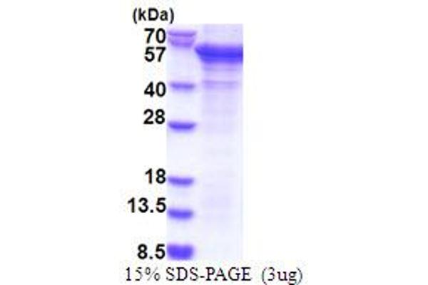 PCID2 Protein (AA 80-399) (His tag)