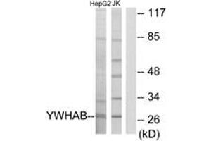 Western Blotting (WB) image for anti-14-3-3 alpha + beta (YWHAB) (AA 41-90) antibody (ABIN2889837) (YWHAB 抗体  (AA 41-90))