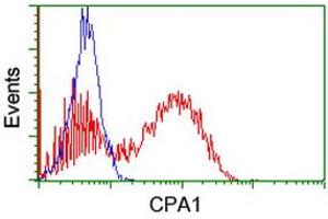 Image no. 2 for anti-Carboxypeptidase A1 (Pancreatic) (CPA1) antibody (ABIN1497592) (CPA1 抗体)