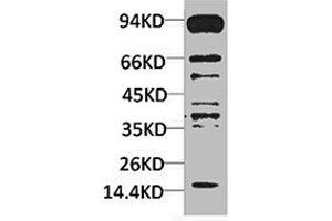 Western blot analysis of Hela using Pan Methylated Lysine Monoclonal Antibody. (Methylated Lysine 抗体)