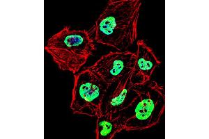 Fluorescent confocal image of Hela cell stained with HNRNPD Antibody (N-term). (HNRNPD/AUF1 抗体  (N-Term))