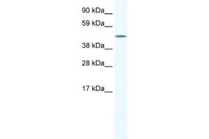 Western Blotting (WB) image for anti-A830039H10RIK antibody (ABIN2461544) (A830039H10RIK 抗体)