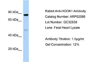 Western Blotting (WB) image for anti-Hook Homolog 1 (HOOK1) (C-Term) antibody (ABIN970886) (HOOK1 抗体  (C-Term))