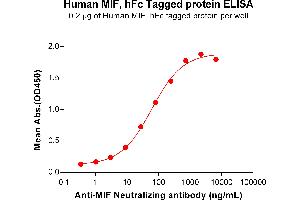 ELISA plate pre-coated by 2 μg/mL (100 μL/well) Human MIF Protein, hFc Tag (ABIN7092690, ABIN7272330 and ABIN7272331) can bind Anti-MIF Neutralizing antibody ABIN7477997 and ABIN7490934 in a linear range of 3. (MIF Protein (AA 2-115) (Fc Tag))