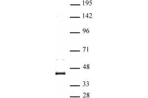 CDK9 antibody (pAb) tested by Western blot. (CDK9 抗体  (N-Term))