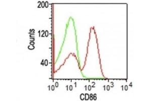 Image no. 1 for anti-CD86 (CD86) antibody (ABIN6185431) (CD86 抗体)