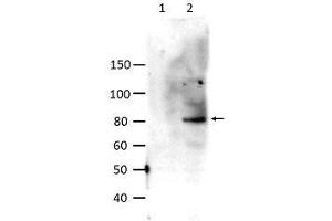 Image no. 1 for anti-Signal Transducer and Activator of Transcription 6, Interleukin-4 Induced (STAT6) (pTyr641) antibody (ABIN1104499) (STAT6 抗体  (pTyr641))