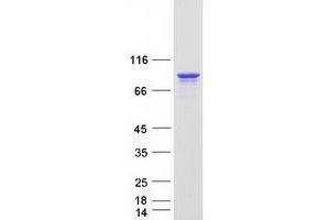 Validation with Western Blot (DDX4 Protein (Transcript Variant 3) (Myc-DYKDDDDK Tag))