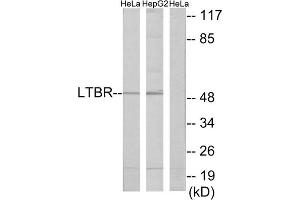 Western blot analysis of extracts from HeLa cells and HepG2 cells, using LTBR antibody. (LTBR 抗体  (N-Term))
