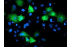Immunofluorescence (IF) image for anti-ADP-Ribosylation Factor GTPase Activating Protein 1 (ARFGAP1) antibody (ABIN1496681) (ARFGAP1 抗体)