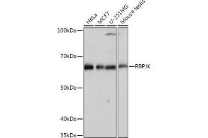 Western blot analysis of extracts of various cell lines, using RBPJK Rabbit mAb (ABIN1682563, ABIN3018511, ABIN3018512 and ABIN7101620) at 1:1000 dilution. (RBPJ 抗体)