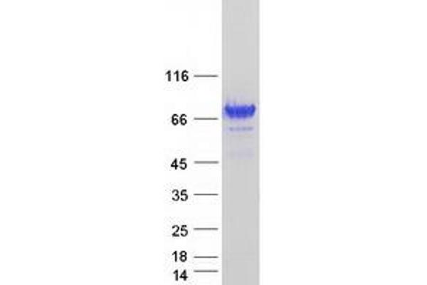 RAB11FIP3 Protein (Transcript Variant 2) (Myc-DYKDDDDK Tag)