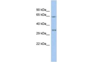 Western Blotting (WB) image for anti-MIF4G Domain Containing (MIF4GD) antibody (ABIN2463909) (MIF4GD 抗体)