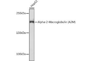 Western blot analysis of extracts of HepG2 cells, using Alpha-2-Macroglobulin (Alpha-2-Macroglobulin (M)) Rabbit mAb (ABIN7265558) at 1:1000 dilution. (alpha 2 Macroglobulin 抗体)